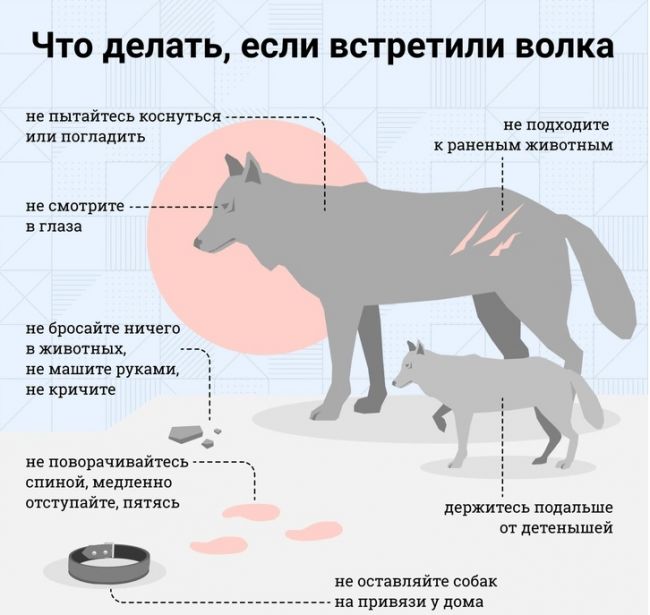 Сайт об истории хоккейного клуба Динамо Москва